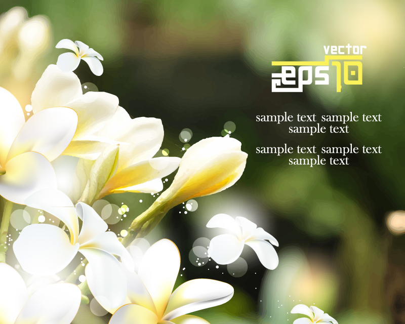 Myanmar gardenia yellow frangipani vector material
